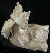 Oreodont (Merycoidodon) Partial Skull - Wyoming #27585-1